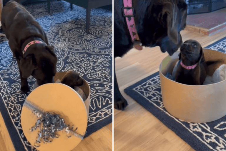 Watch Chocolate Labrador’s Reaction to Her Own Lookalike Puppy: ‘Surprise’