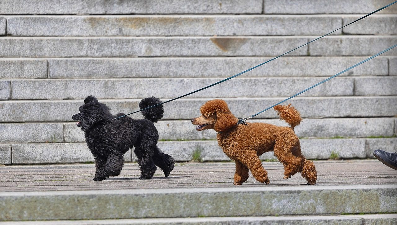 Two poodles, one black and one brown, are being walked on a leash. They are walking on a paved area with concrete steps in the background. The dogs appear cheerful and energetic.