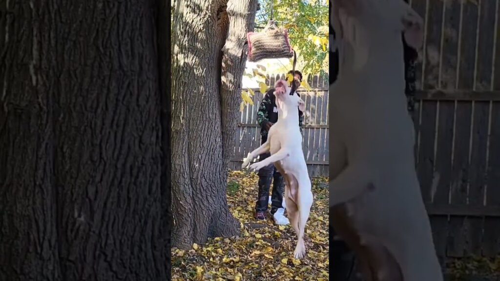 A dog jumps up against a tree, reaching for a toy hanging from a branch. A person stands behind, holding the tree's trunk. The ground is covered in fallen leaves, and a wooden fence is visible in the background.