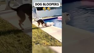 😂 Epic Dog Bloopers: Non-stop Laughter 🎬  Pt. 2  #funnyanimalvideos #dogindream #dogshorts