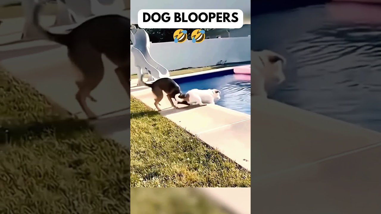 Two dogs playfully interact by a swimming pool. The larger dog gently nudges the smaller white dog towards the water. The scene is lighthearted and humorous, set in a sunny backyard. The image is labeled "Dog Bloopers" with laughing emojis.