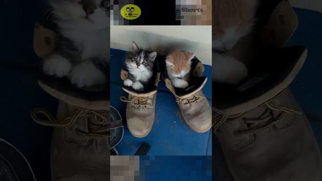 Two kittens snuggled in a pair of worn work boots on a blue floor. One kitten is gray and white, while the other is orange and white. The boots are laced and appear slightly dusty.