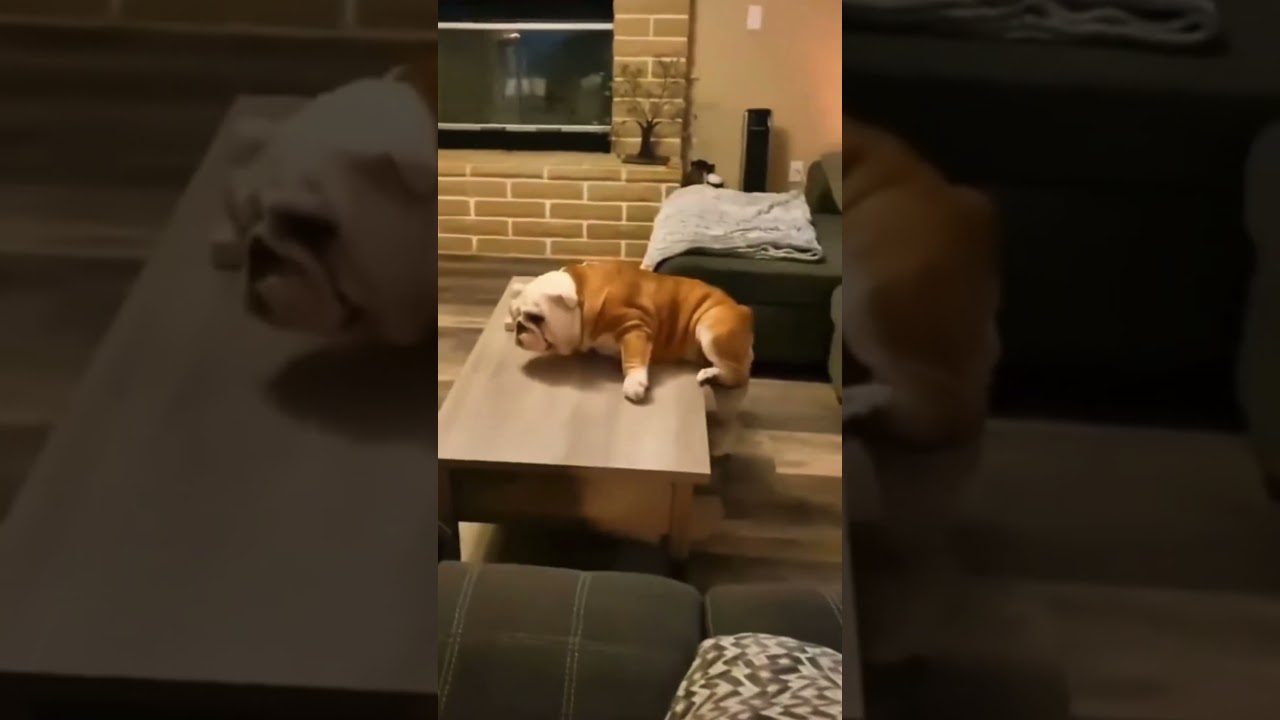 A bulldog is lying across a small coffee table in a cozy living room. The room has a brick fireplace, a sofa, and a wooden floor.