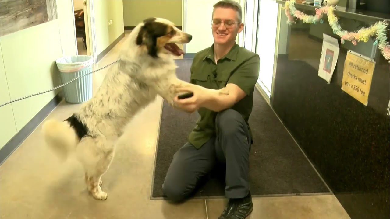 A happy dog on a leash stands on its hind legs, placing its front paws on a smiling person kneeling down in a hallway. The person is wearing glasses and a green shirt. A decorated counter is in the background.