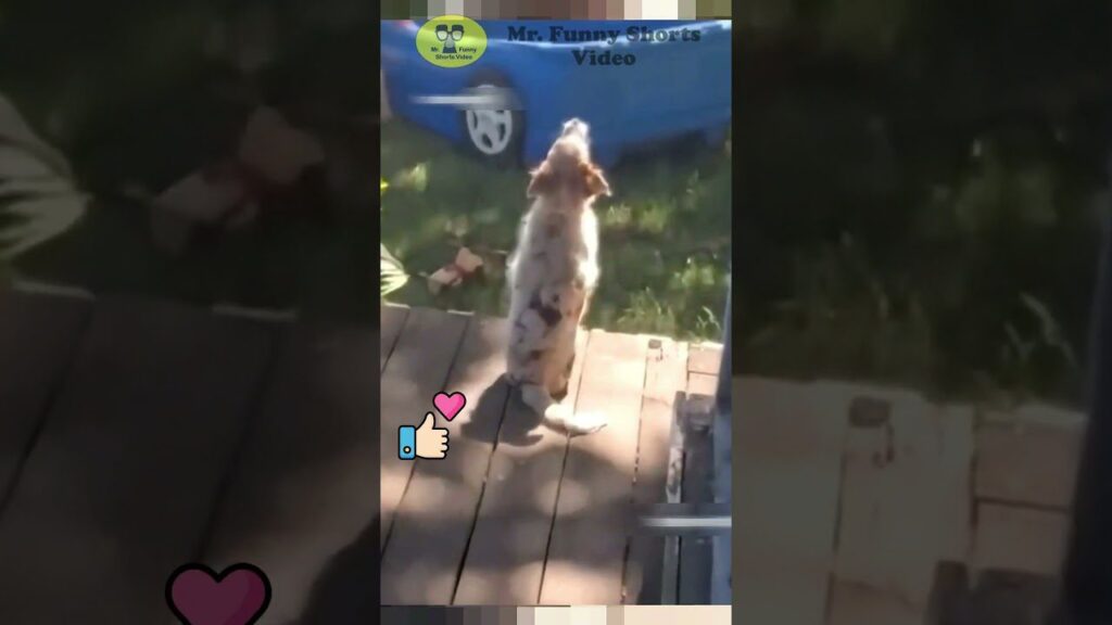 A dog stands on its hind legs on a wooden deck, looking up at the sky. There are digital heart and thumbs-up icons on the image, and a caption reads "Mr. Funny Shorts Video." Trees and a blue object are visible in the background.