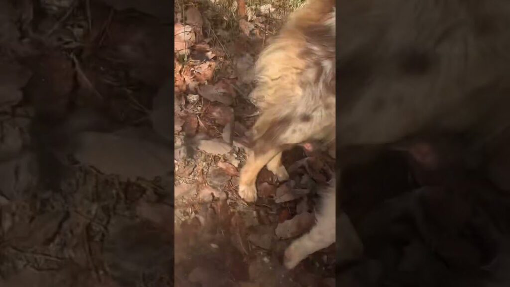 A dog with a fluffy beige and brown coat walks on a ground covered with dry leaves. The scene suggests an outdoor setting, likely a forest or park in autumn.