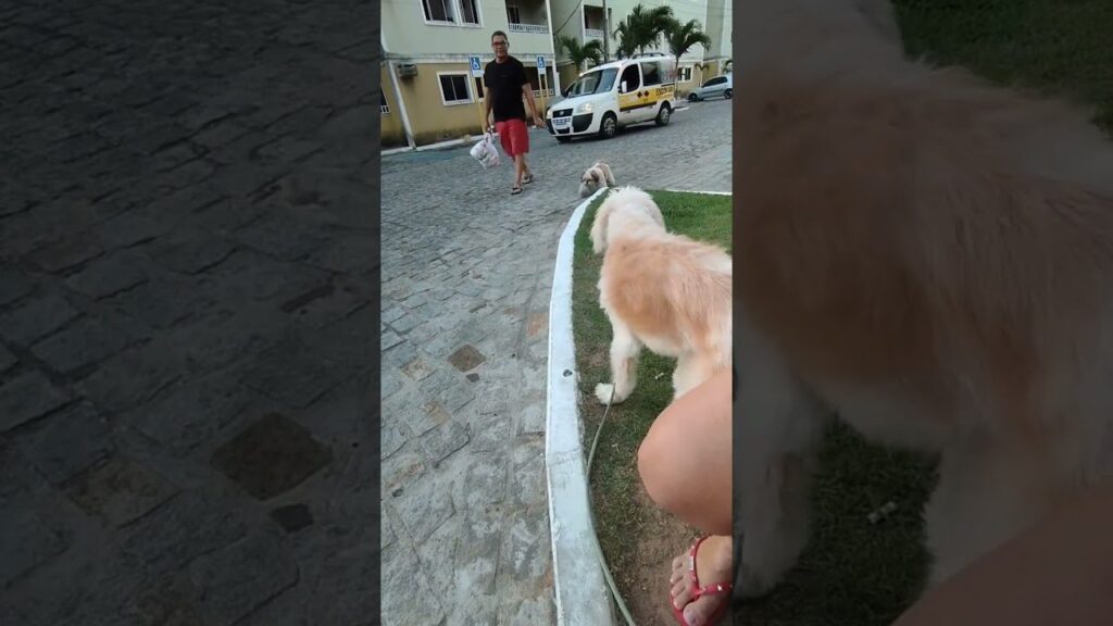 A fluffy dog on a leash stands on grass facing a man in a black shirt and red shorts walking on a cobblestone road. The man carries a bag and approaches a parked yellow vehicle near buildings and palm trees.