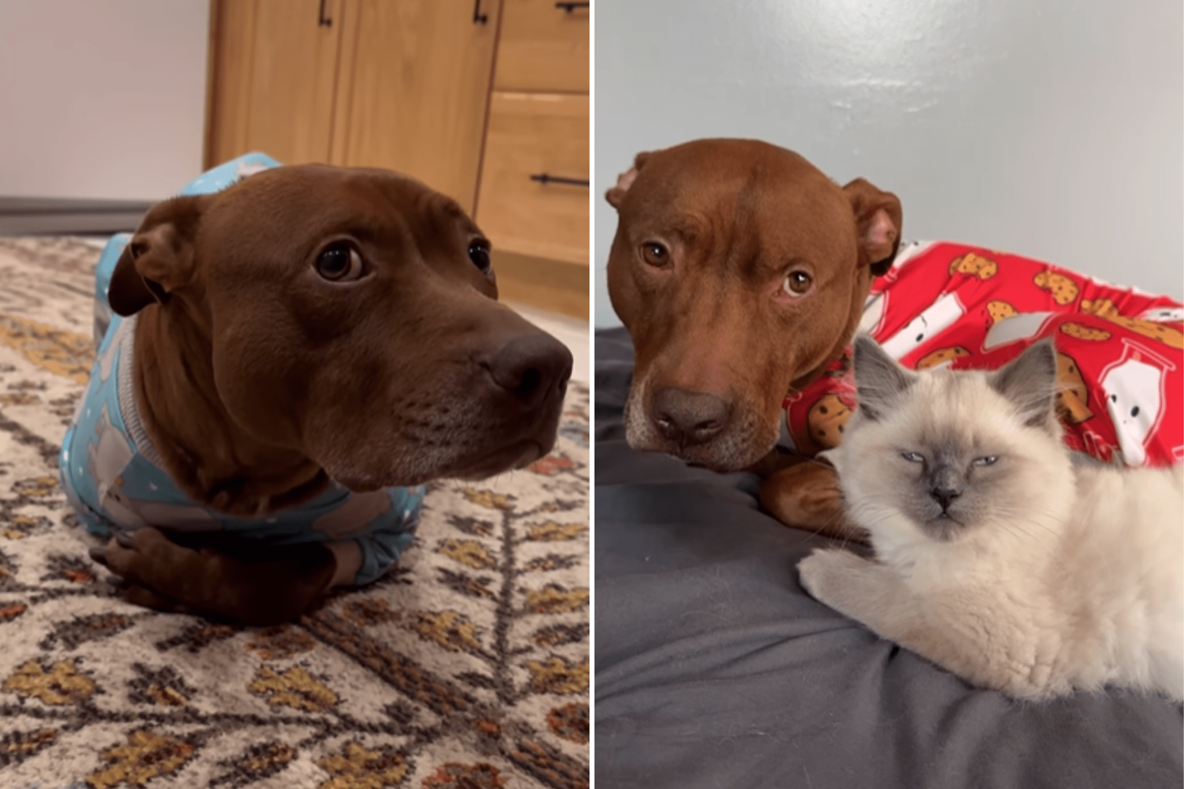 Hysterics as Pit Bull Raised by Felines Is Now ‘More Cat Than Dog’