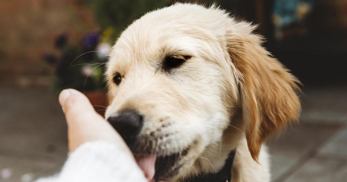 Why do dogs lick you? Expert explains