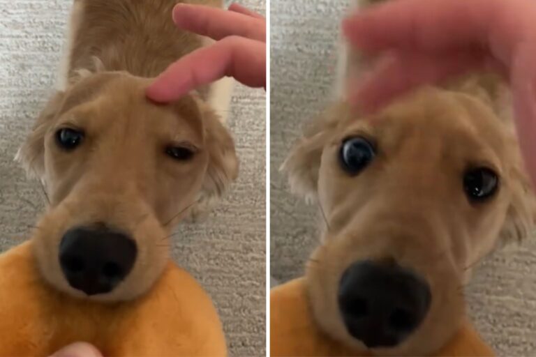 Dozing Dog Realizes Owner Is Trying to Send Him to Bed, Won’t Let It Happen