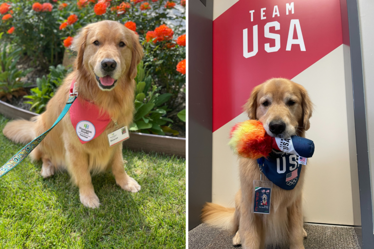 Campaign to Save Team USA Gymnastics Therapy Dog Launched: ‘Goodest Boy’