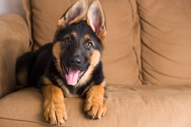 Dog Hits ‘Teenage Puppy Phase,’ Can’t Cope With What He Does Next