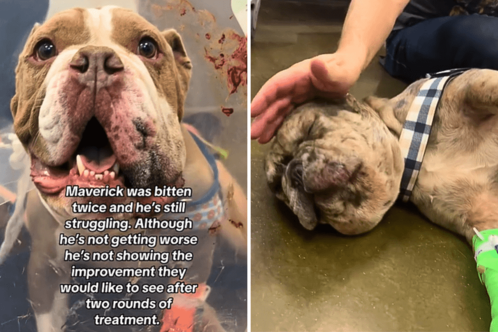 Dog Bitten Twice by Snake While Protecting Siblings and Owner