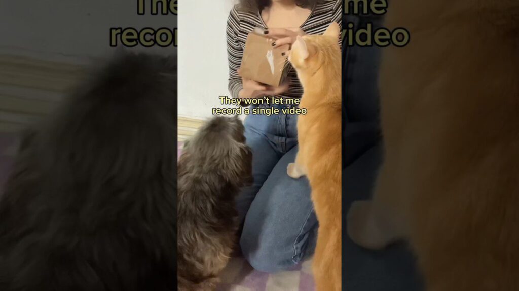 A person kneels on a rug holding a paper bag. Three curious pets, two fluffy cats and a small dog, surround them. Text on the image says, "They won't let me record a single video.