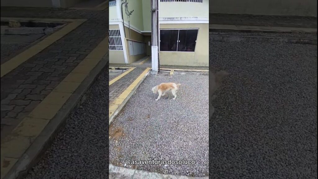 A dog with white and light brown fur walks on a gravel path in front of a building with beige and white walls. The path is bordered by a paved area and yellow-painted curbs. The text "@asaventurasdosoluca" is overlaid at the bottom.