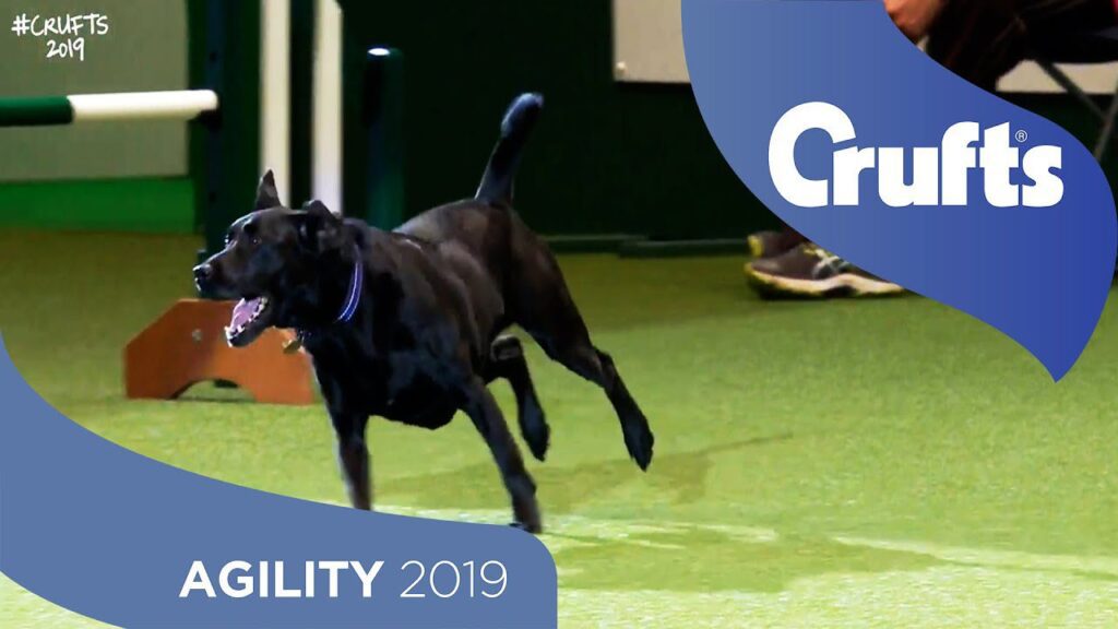 A black dog mid-run during an agility competition at Crufts 2019. The background shows an agility obstacle, and the text reads "Crufts" and "Agility 2019" in blue banners.