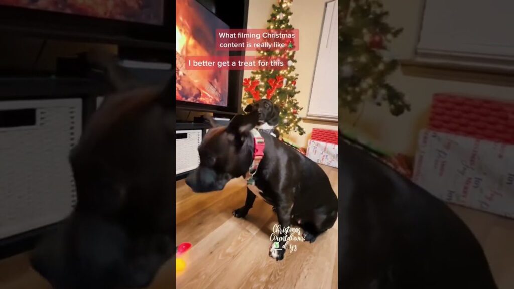 A black dog with a red collar sits indoors in front of a Christmas tree and TV. Text on the image reads, "What filming Christmas content is really like" and "I better get a treat for this." Holiday decorations are visible in the background.