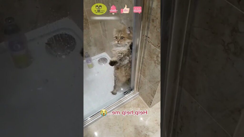 A fluffy cat stands upright against a glass shower door, looking outside. The text on the image says, "Help, help me..." with a crying face emoji. The bathroom has beige marble tiles.