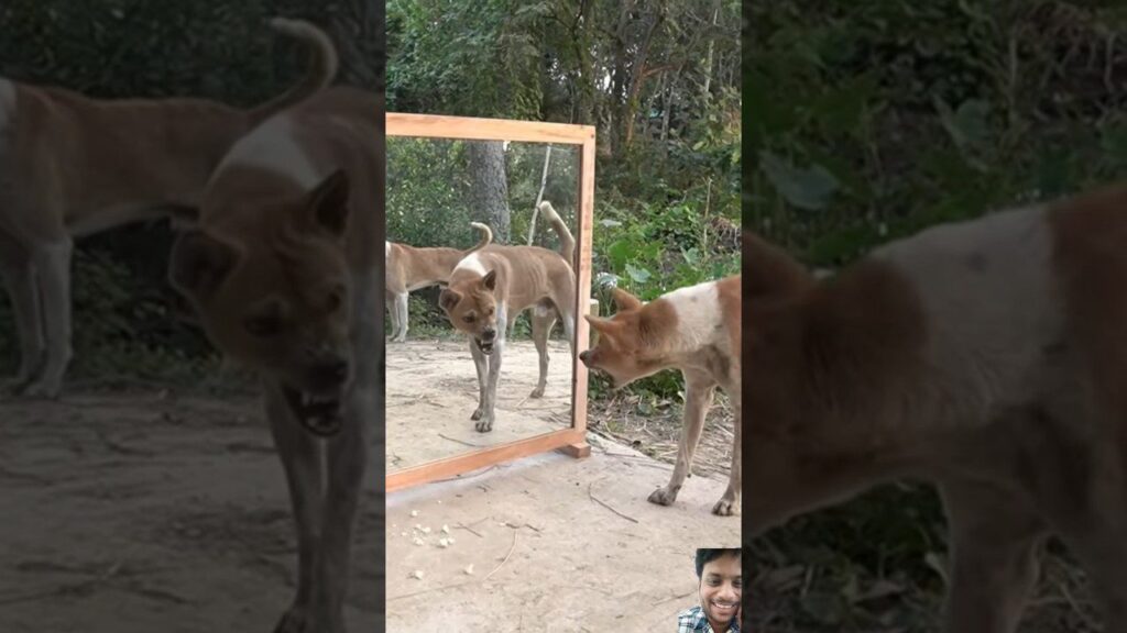 A dog with a brown and white coat looks intently at its reflection in a large mirror placed outdoors on the ground. In the corner, a small inset shows a smiling person. Lush greenery is visible in the background.