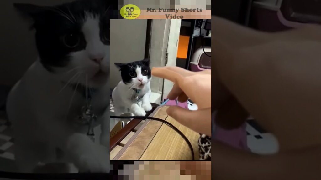 A black and white cat sits on a table, looking at a hand pointing towards it. The background includes household items, and the scene appears to be indoors. Text at the top reads "Mr. Funny Shorts Video.