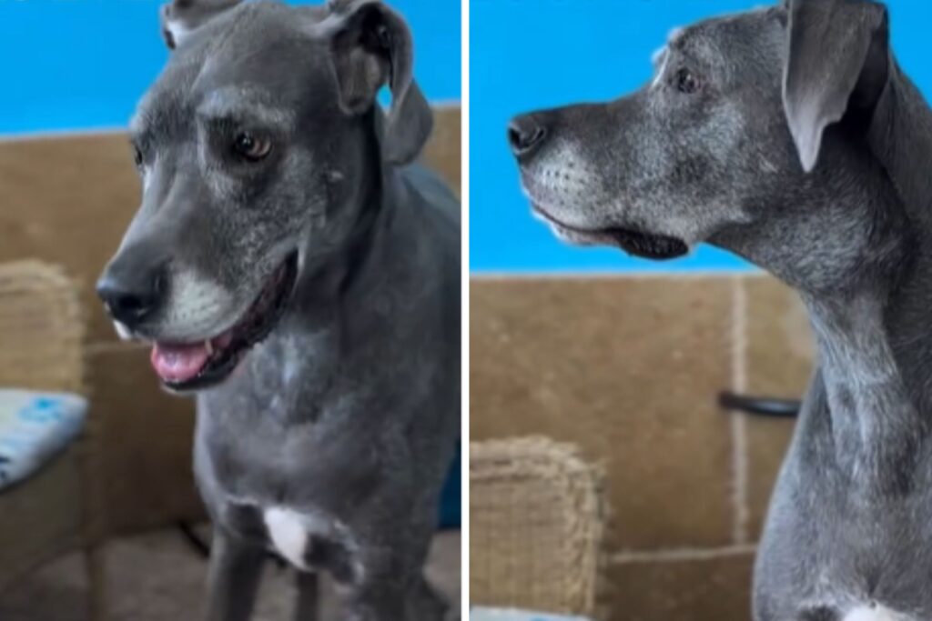 Surrendered Senior Dog Waits on Owner’s Return—’What Heartbreak Looks Like’