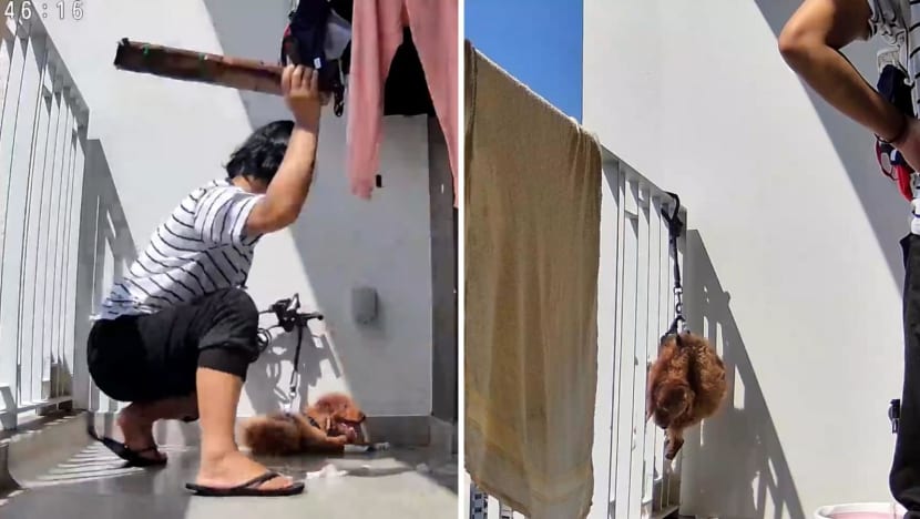 Woman who beat and hung up dog in balcony sentenced to jail for animal abuse