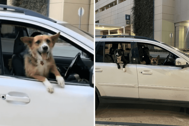 How Nurse Is Greeted At End of Her Shift Each Day Melts Hearts