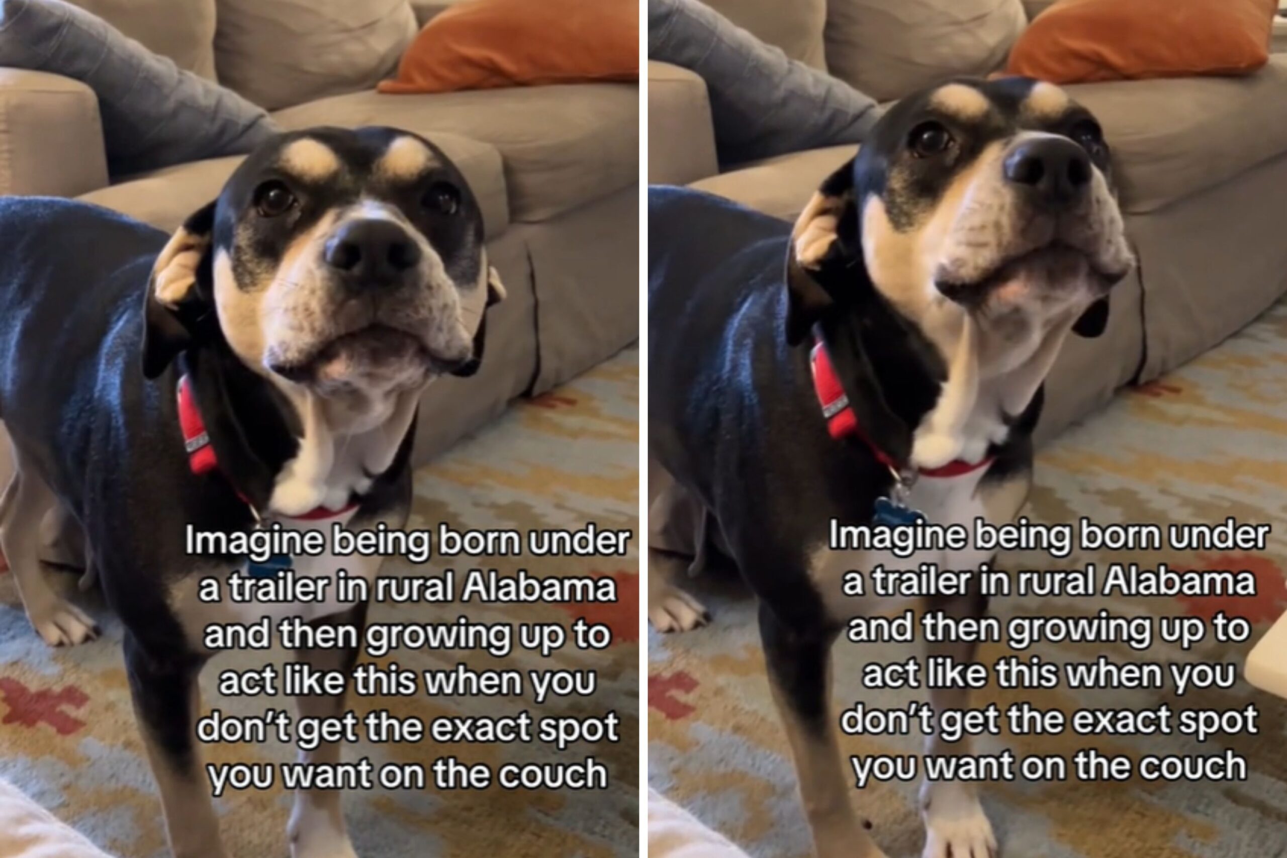 Hysterics Over Rescue Dog Demanding Certain Couch Spot: ‘Rules She Made’