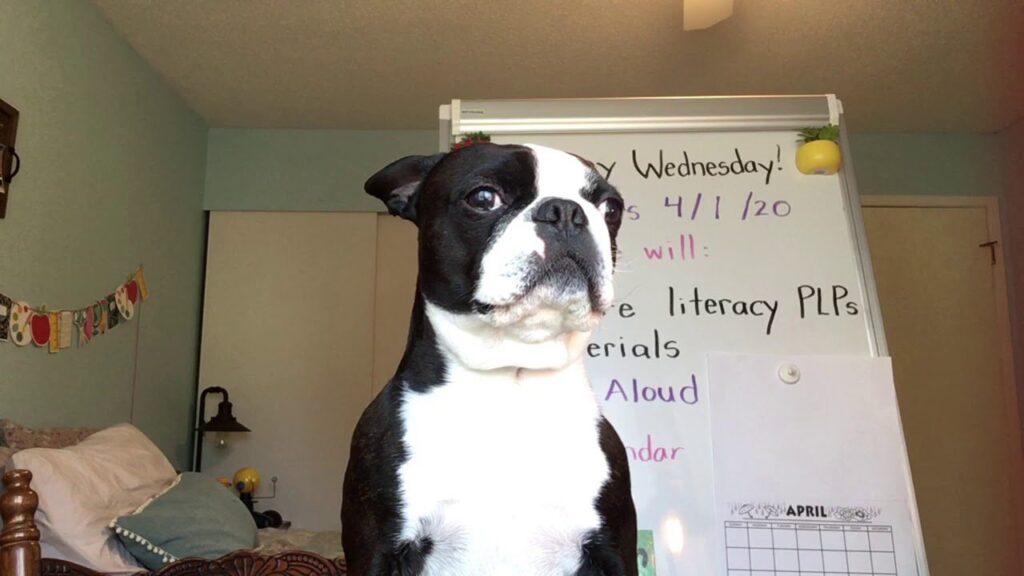 A black and white Boston Terrier sits indoors in front of a whiteboard with handwritten notes and an April calendar. The room has light blue walls and a bed with decorative pillows.