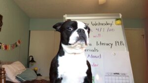 Online Teaching with My Dog Bloopers