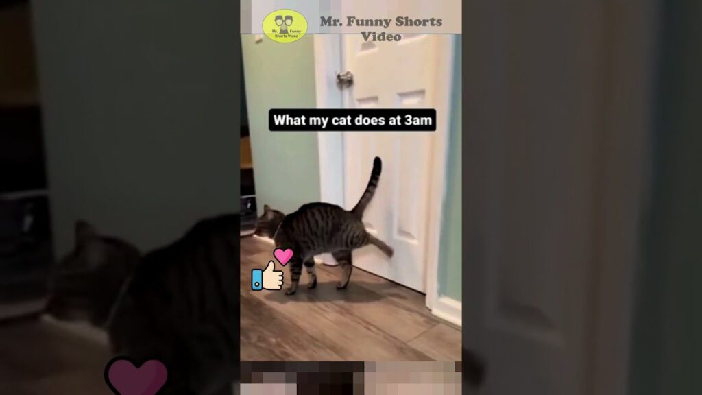 A tabby cat scratches at the bottom of a closed door in a hallway. The text reads "What my cat does at 3am." There are emoji reactions of a thumbs up and a heart.