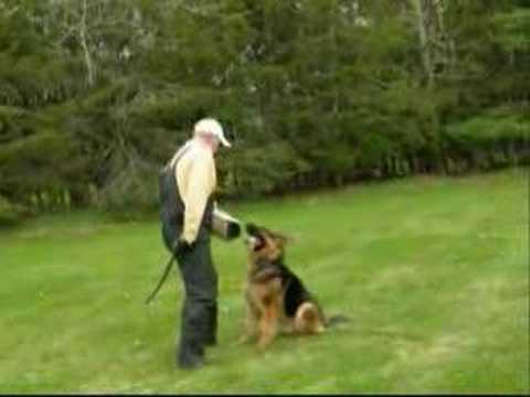 A person in protective clothing is training a sitting German Shepherd in a grassy area surrounded by trees. The person is holding a training stick, and the dog appears attentive.