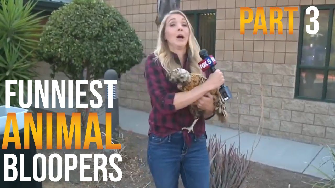 A woman holds a chicken while reporting in front of a building, with text on the image reading, "FUNNIEST ANIMAL BLOOPERS PART 3" and a "FOX 5" microphone.