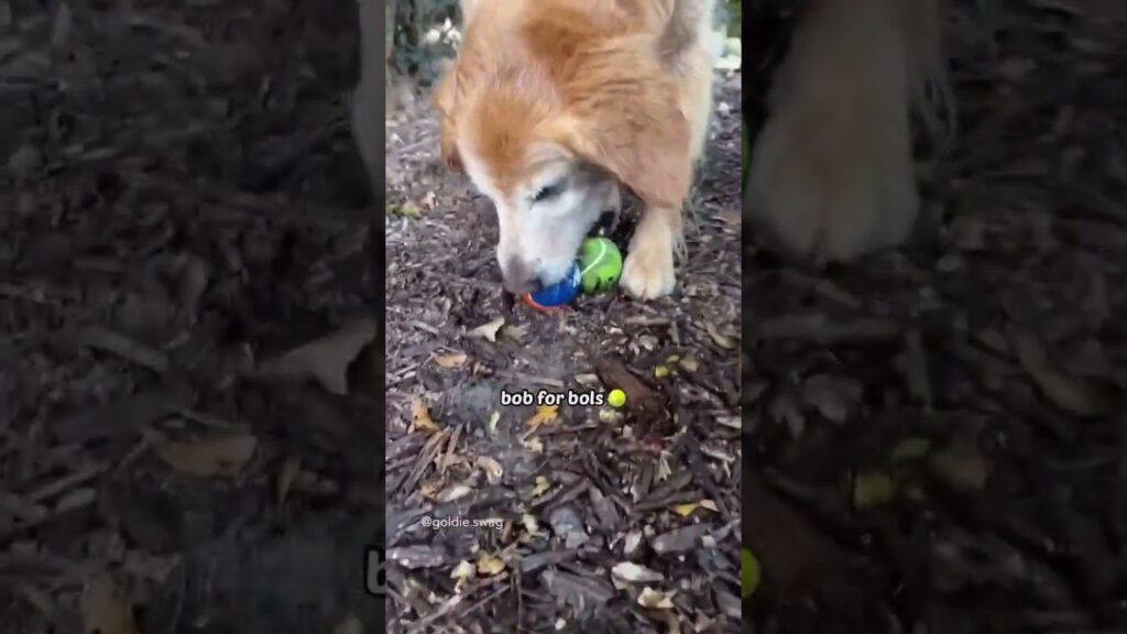 An older golden retriever chews on a colorful toy ball while standing on a bed of woodchips. The background is filled with leaves and branches. Text on the image reads, "bob for balls.