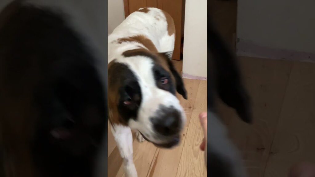 A large dog with brown and white fur and black patches around its eyes stands on a wooden floor, looking intently at a person off-camera. The background includes a partially visible door.