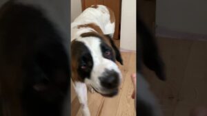 POV. Your dog wants to be the center of attention #cutepets #bloopers #shorts #dogs