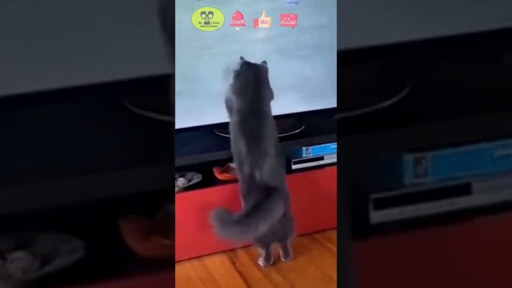 A gray cat stands on its hind legs reaching up towards a TV screen. The TV is off, and the cat appears curious or playful. A red cabinet is beneath the TV with a few items on it. Various graphic icons are seen at the top of the image.