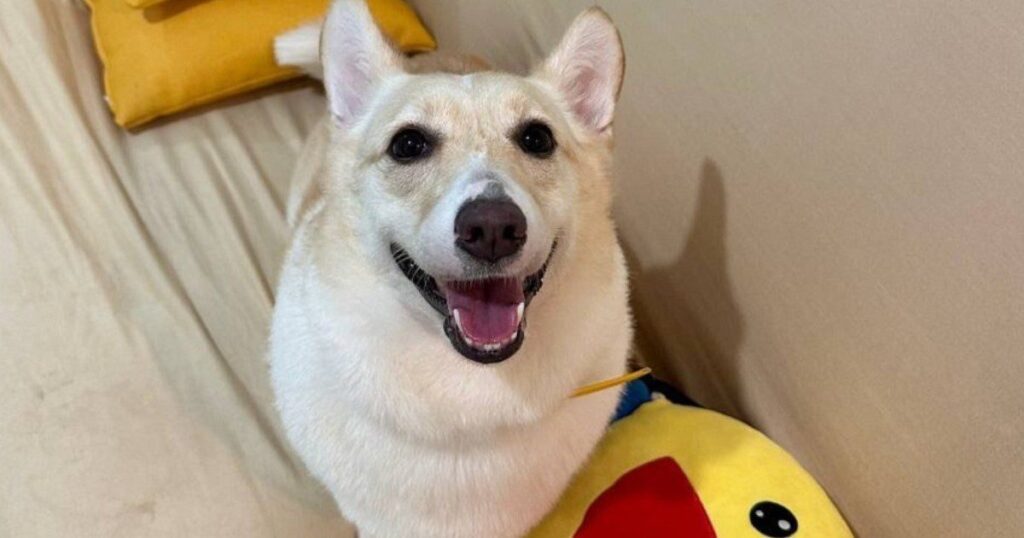 Manager of pet grooming salon charged over death of corgi that fell off table, Singapore News