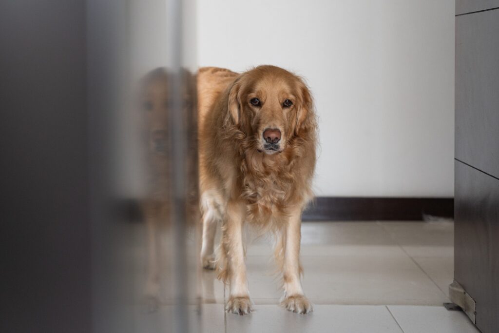 How Golden Retriever Attempts to Deal With Problems