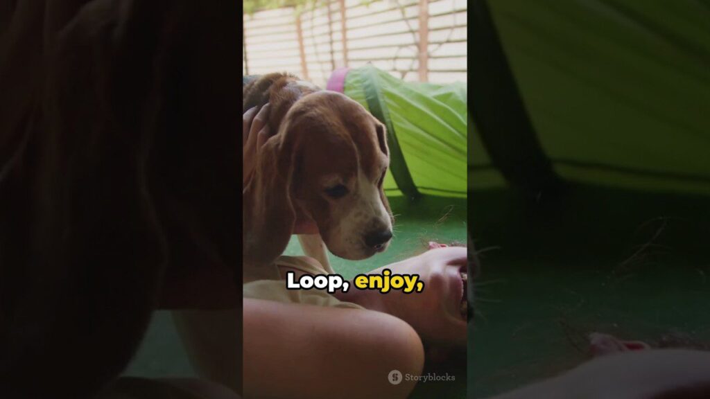 A person lying down playfully with a beagle on top of them indoors. The background has wooden blinds and green fabric. The words "Loop, enjoy," are overlaid on the image.