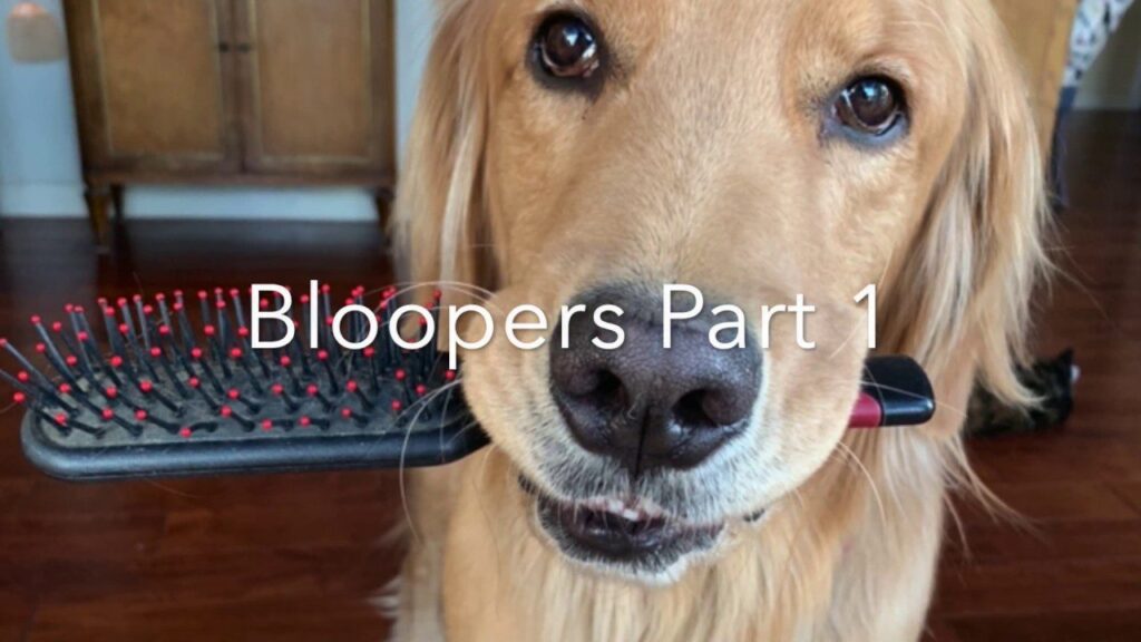 Golden retriever holding a hairbrush in its mouth, standing indoors on a wooden floor. Text overlay reads "Bloopers Part 1.