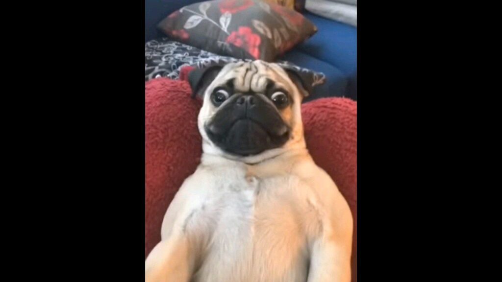 A pug with wide eyes is lying on its back on a red cushion. Behind the pug, there are two pillows with floral patterns. The dog appears relaxed yet surprised, in a cozy living room setting.