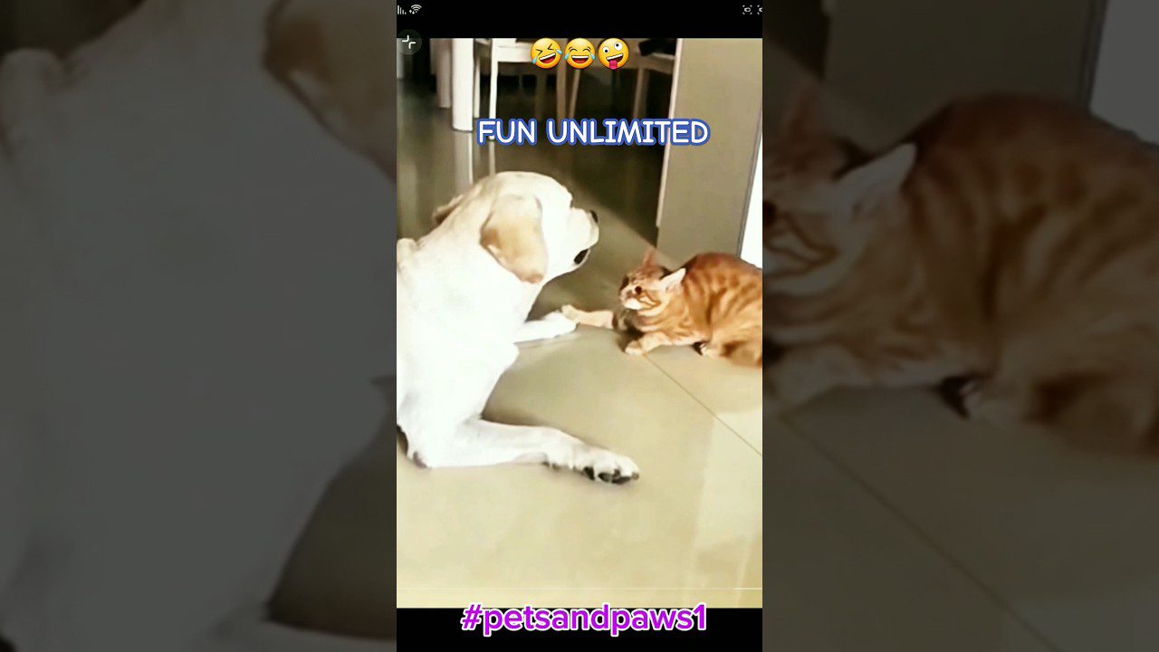 A yellow Labrador and an orange tabby cat lounging on the floor facing each other. The Labrador appears relaxed, while the cat is alert. Text above reads "FUN UNLIMITED" with laughing emojis. Hashtag at the bottom says "#petsandpaws1".