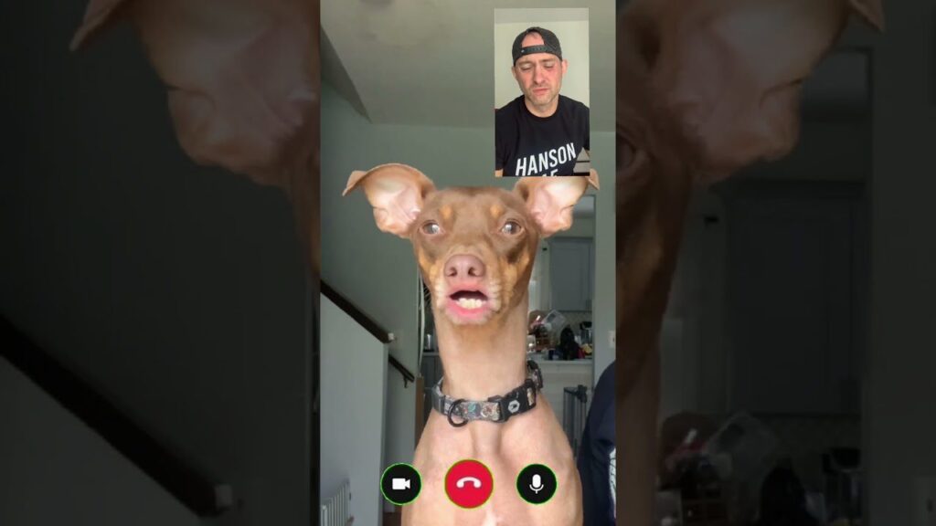 A brown dog on a video call, showing its teeth humorously. Above, in a smaller screen, is a man wearing a black cap and shirt with "Hanson" on it, making a silly face. Video call icons are visible at the bottom.