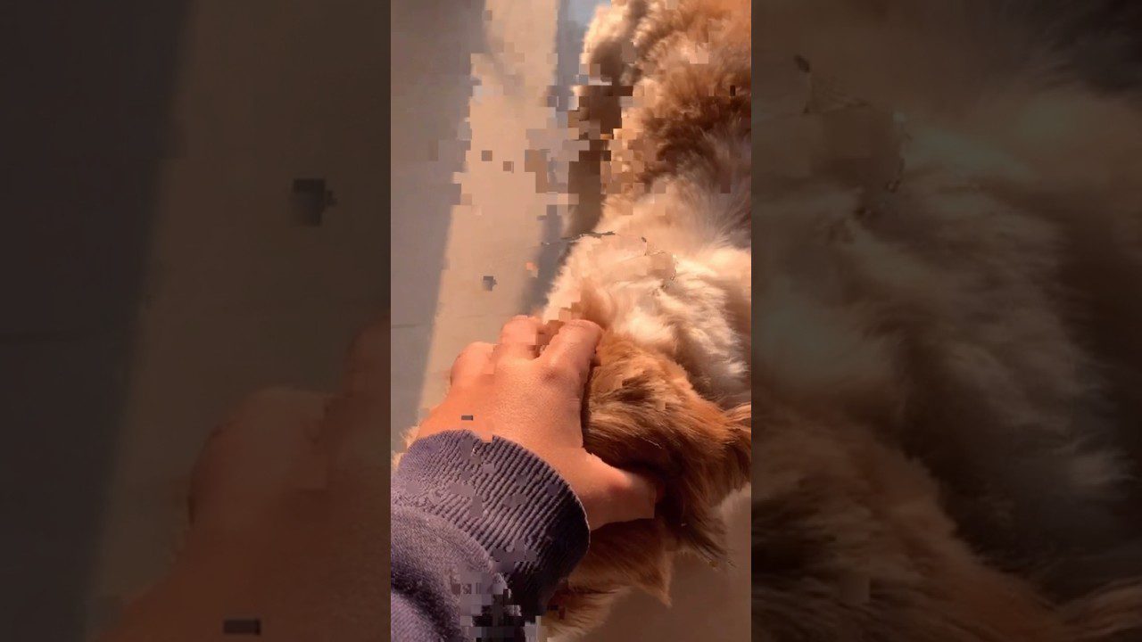 A person's hand is petting a fluffy dog under warm sunlight. The image is partially pixelated, emphasizing the dog's soft fur.