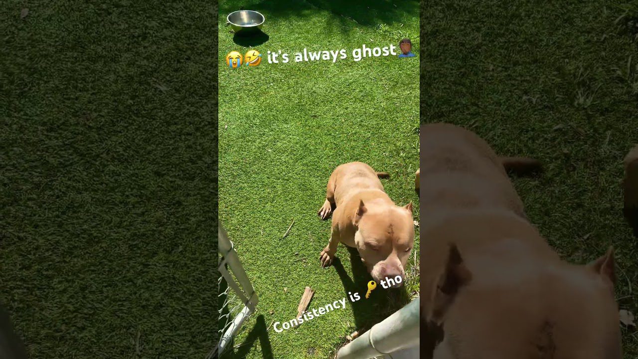 Small brown dog with a muscular build sits on bright green grass near a metal gate. A metal bowl is on the ground. Overlay text reads: "😂🤣 it's always ghost" and "Consistency is 🔑tho.