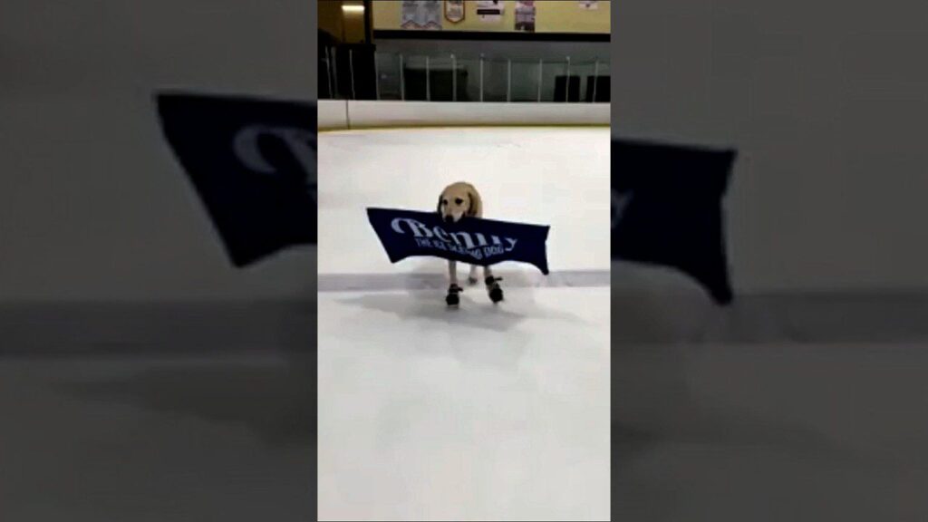 A dog is ice skating on a rink, holding a dark blue banner in its mouth. The banner has white text and the rink is indoors with empty stands visible in the background.