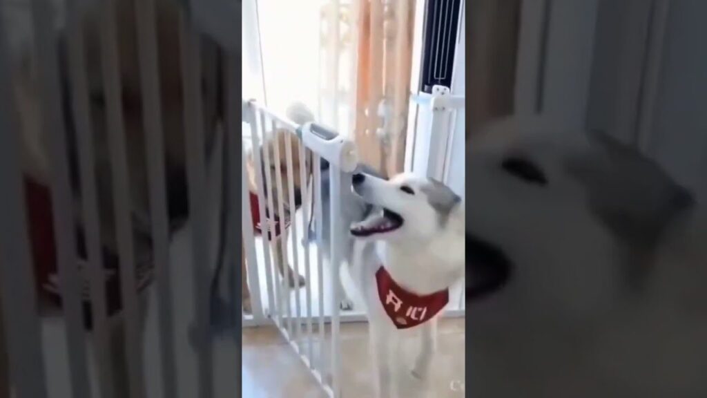 Two dogs are playfully interacting through a baby gate. One dog, wearing a red shirt, has its mouth open wide. The gate stands between them, indoors, with sunlight streaming in from behind.