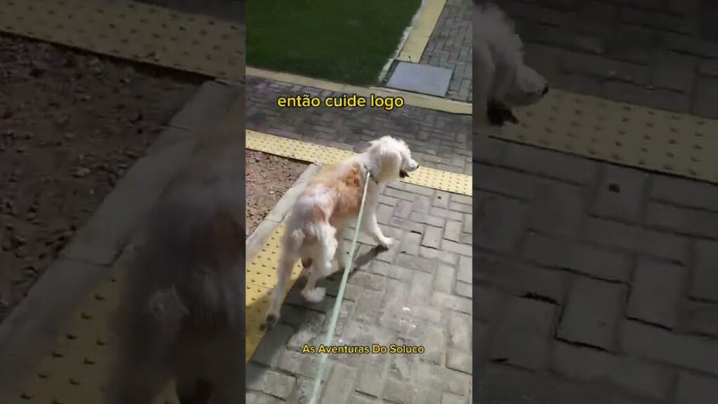 A dog on a leash walks along a paved path with grassy patches. Text overlays the image, reading "então cuide logo" at the top and "As Aventuras Do Soluce" at the bottom.