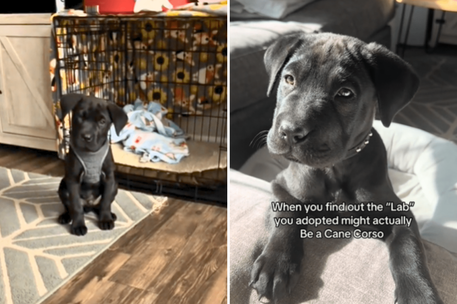 Woman Thinks She’s Adopted Labrador Puppy, Not Prepared for What Vet Says